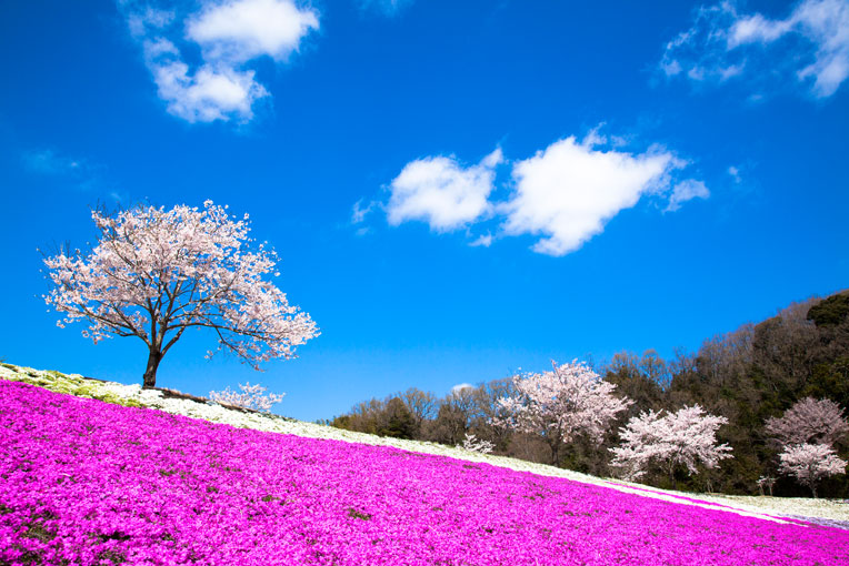 東京ドイツ村の広～いお花畑へ