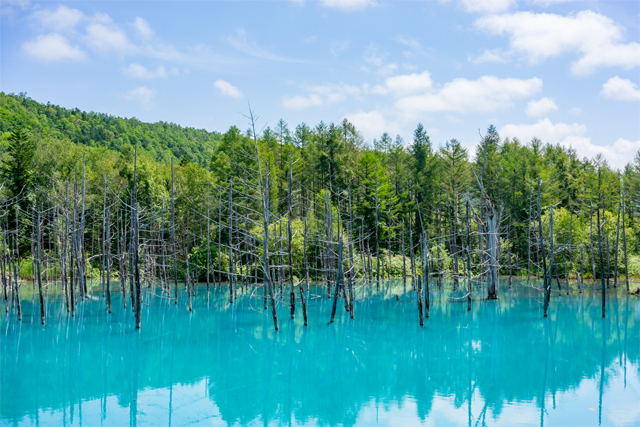 今や誰もが知る美瑛の神秘的な池。その名も青い池