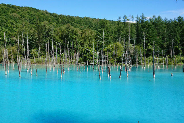 今や誰もが知る美瑛の神秘的な池。その名も青い池