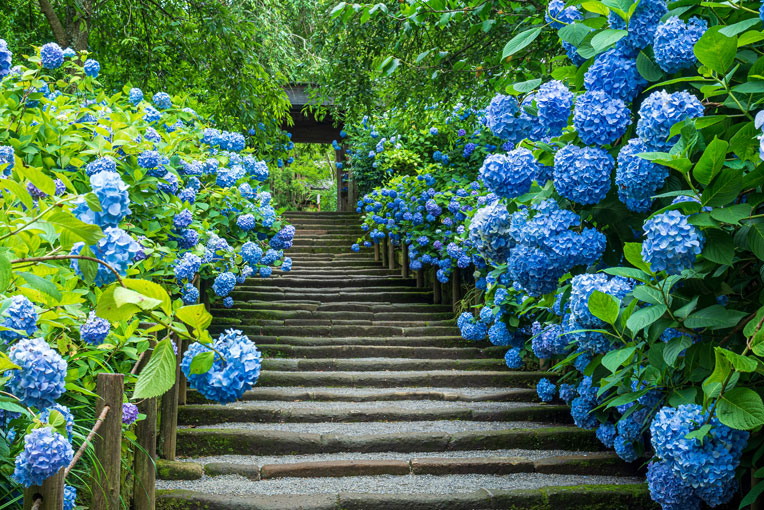 明月院（あじさい寺）