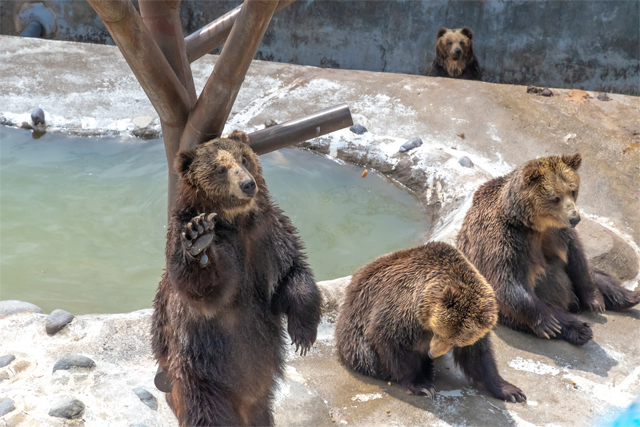 のぼりべつクマ牧場