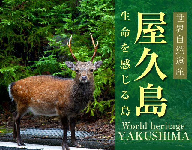 世界自然遺産「屋久島」ツアー特集