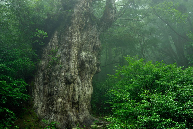 縄文杉