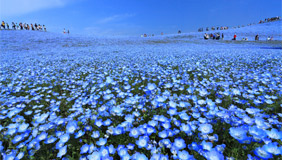 国営ひたち海浜公園 みはらしの丘