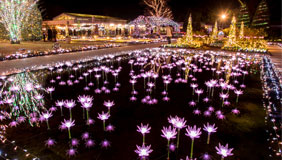 あしかがフラワーパーク